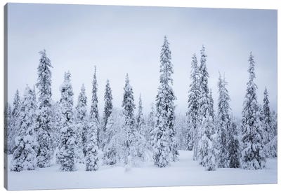 Finland Riisitunturi I Canvas Art Print - Winter Wonderland