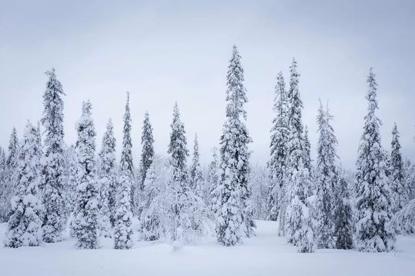 Snowscapes: Finland Riisitunturi I by David Clapp