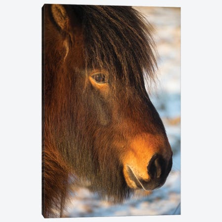 Iceland Horses I Canvas Print #DCL21} by David Clapp Canvas Print