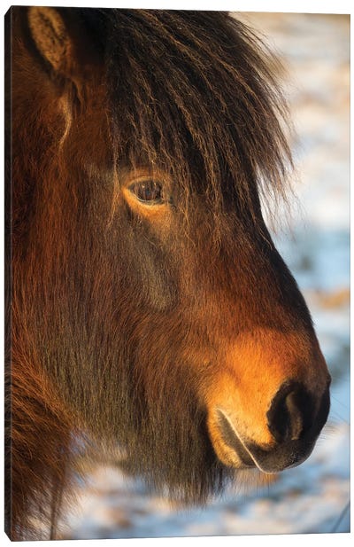 Iceland Horses I Canvas Art Print - David Clapp Photography Limited