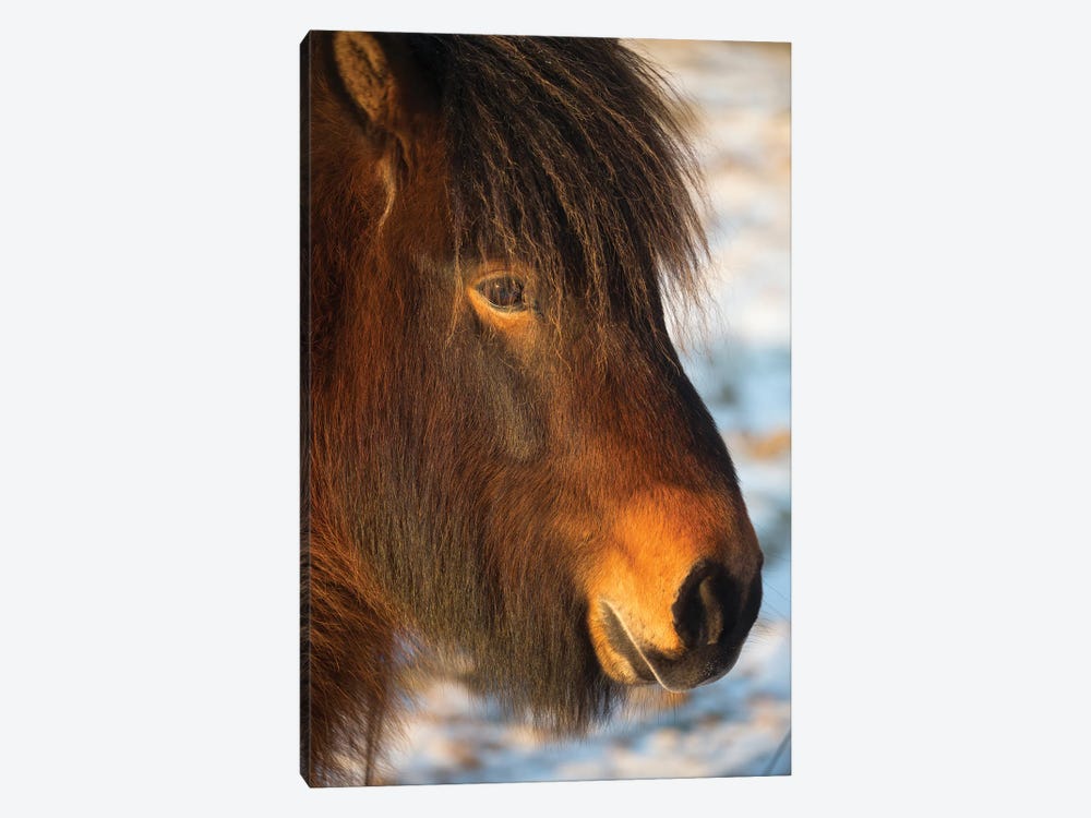 Iceland Horses I by David Clapp 1-piece Canvas Art