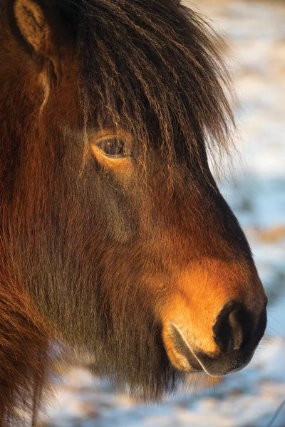 David Clapp: Iceland Horses I by David Clapp