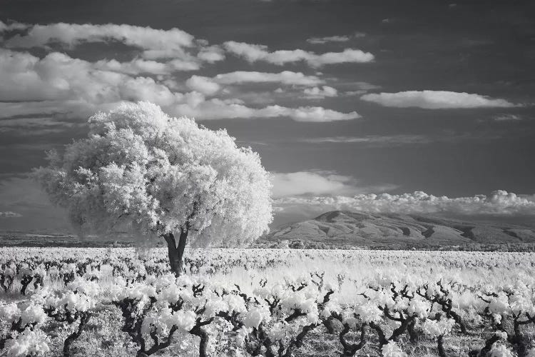 Languedoc Caume Minervois I by David Clapp wall art