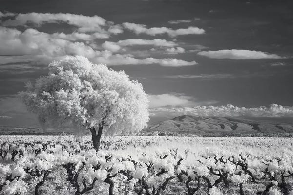 David Clapp: Languedoc Caume Minervois I by David Clapp