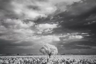 Languedoc Caume Minervois II by David Clapp framed canvas print