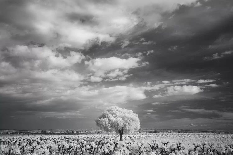Languedoc Caume Minervois II by David Clapp wall art