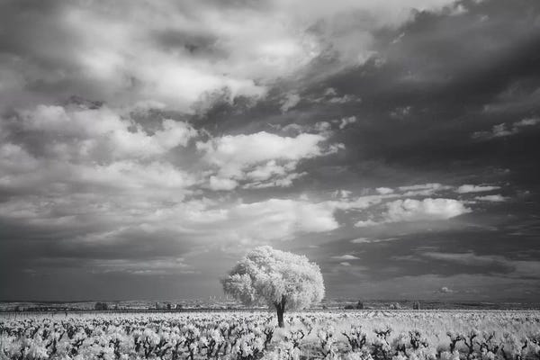 David Clapp: Languedoc Caume Minervois II by David Clapp