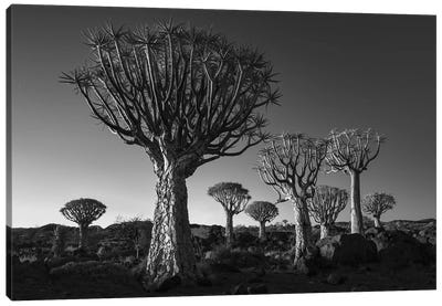 Namibia Keetmanshoop XII Canvas Art Print - David Clapp Photography Limited