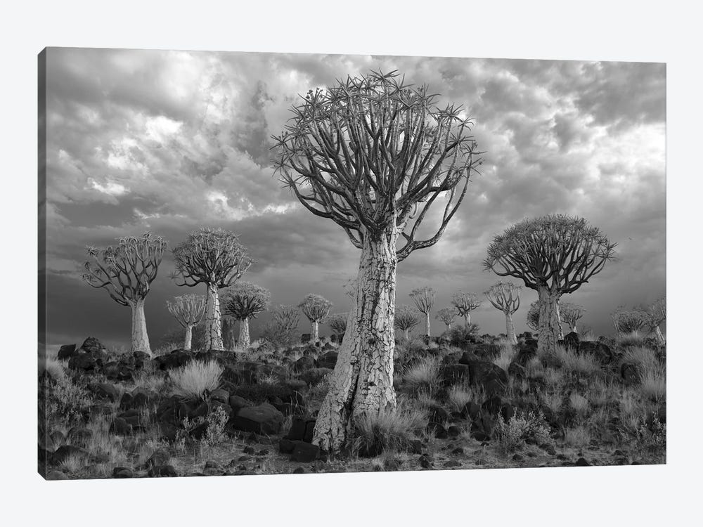 Namibia Keetmanshoop XVII by David Clapp 1-piece Canvas Wall Art