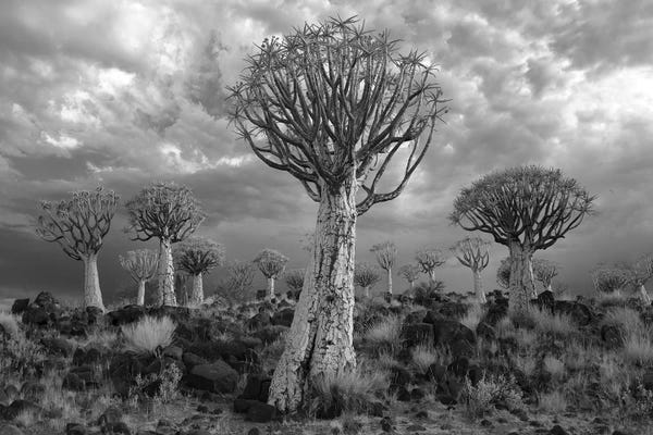 African Heritage: Namibia Keetmanshoop XVII by David Clapp