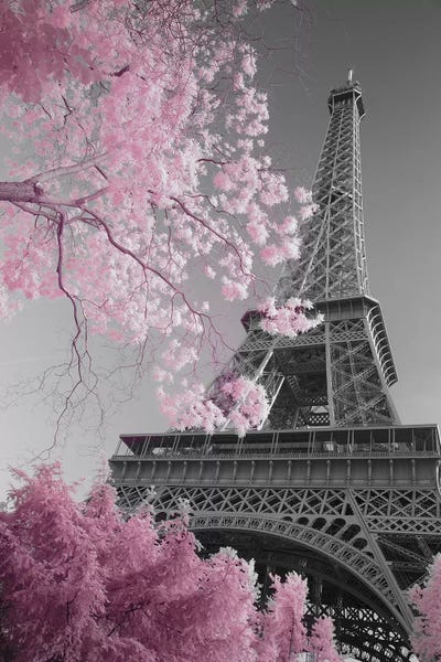 Blossoms: Paris Eiffel Tower XIII by David Clapp