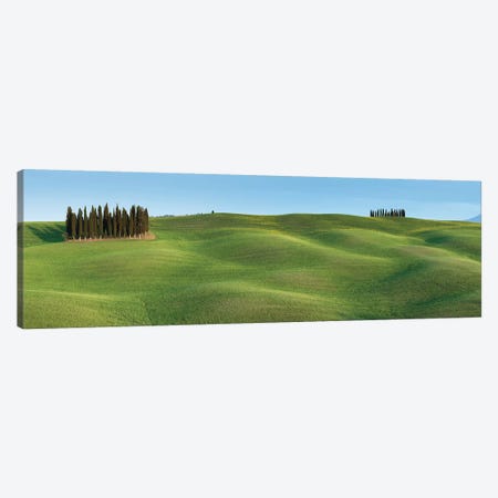 Tuscany Clump I Canvas Print #DCL84} by David Clapp Canvas Artwork