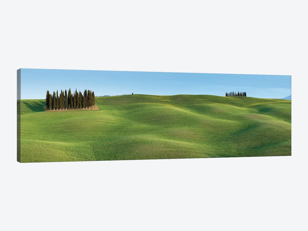 Tuscany Clump I by David Clapp 1-piece Canvas Print