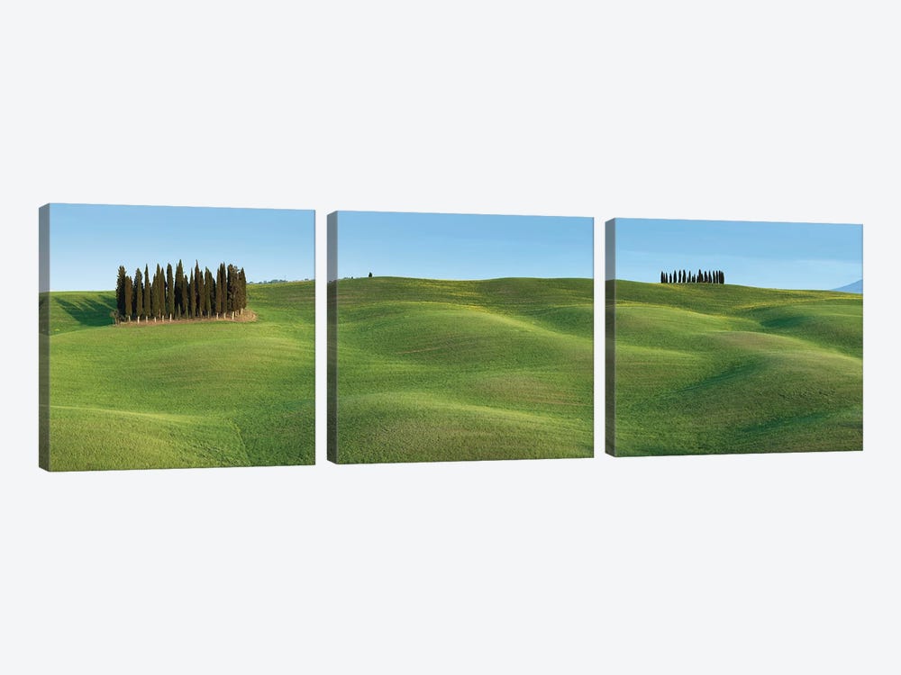 Tuscany Clump I by David Clapp 3-piece Canvas Print