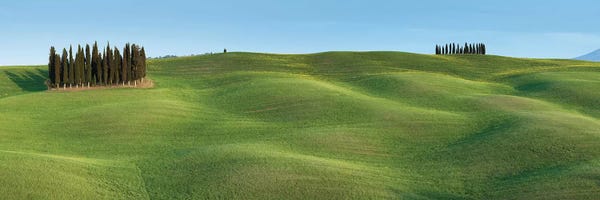 David Clapp: Tuscany Clump I by David Clapp