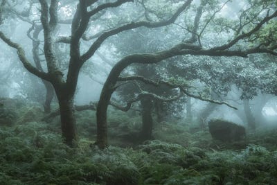 Deep In The Forest I by David Clapp canvas print