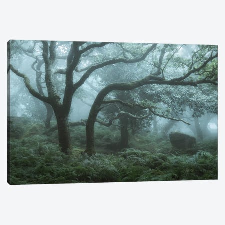Deep In The Forest I Canvas Print #DCL96} by David Clapp Canvas Art Print