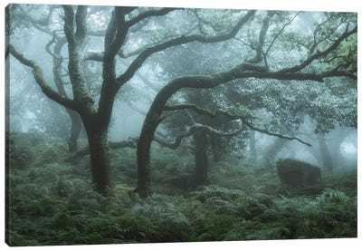Deep In The Forest I Canvas Art Print - David Clapp Photography Limited