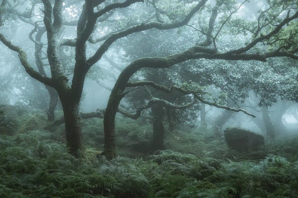 David Clapp: Deep In The Forest I by David Clapp