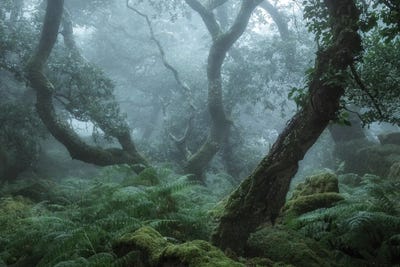 Deep In The Forest II by David Clapp canvas print