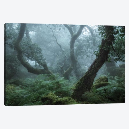 Deep In The Forest II Canvas Print #DCL97} by David Clapp Canvas Print