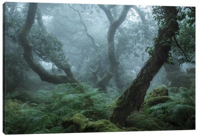 Deep In The Forest II Canvas Art Print - David Clapp Photography Limited