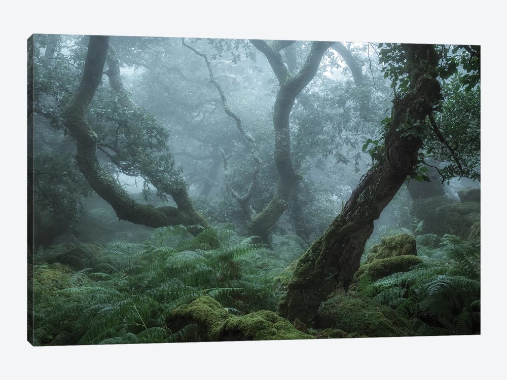 Deep In The Forest II by David Clapp 1-piece Art Print