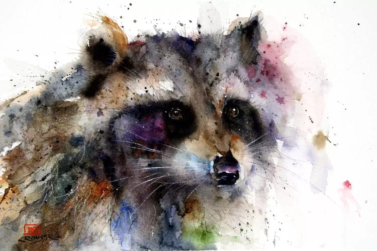 Raccoon