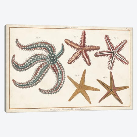 Starfish Naturelle II Canvas Print #DDI6} by Denis Diderot Canvas Artwork