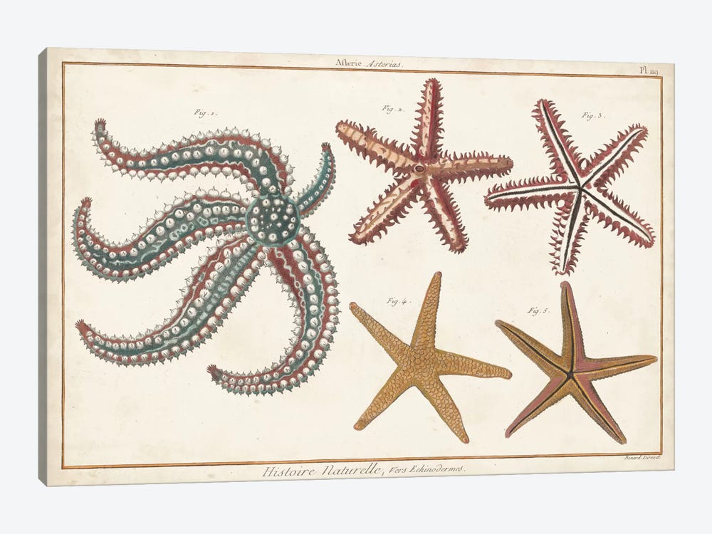 Starfish Naturelle II by Denis Diderot 1-piece Canvas Art Print