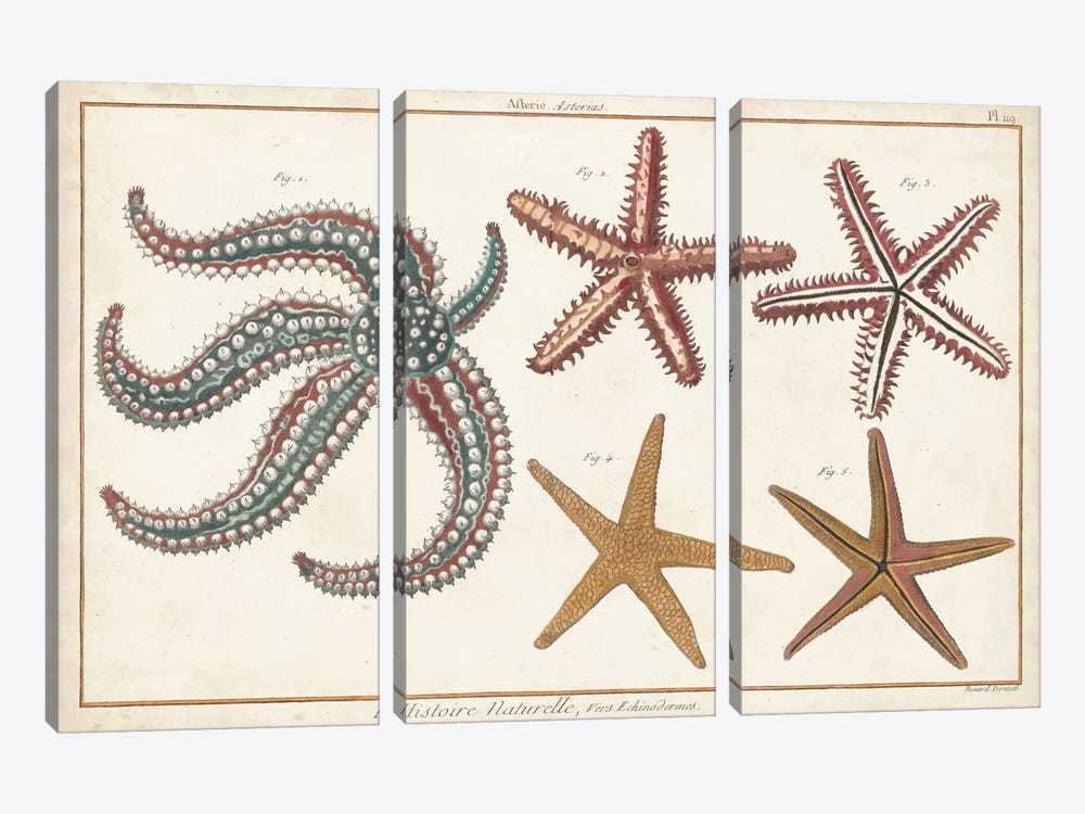 Starfish Naturelle II by Denis Diderot 3-piece Canvas Print