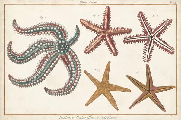 Starfish: Starfish Naturelle II by Denis Diderot
