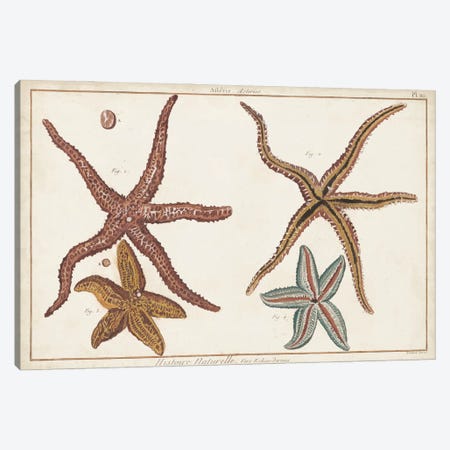 Starfish Naturelle III Canvas Print #DDI7} by Denis Diderot Canvas Art