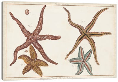 Starfish Naturelle III Canvas Art Print