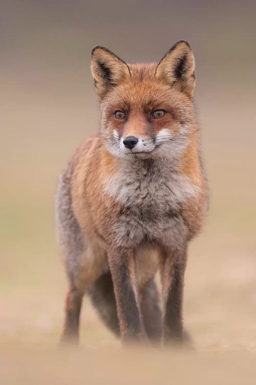 Red Fox In Field I