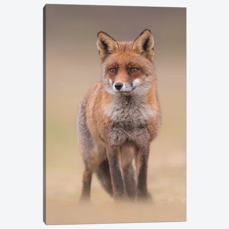 Red Fox In Field I Canvas Print #DDJ10} by Dick van Duijn Art Print