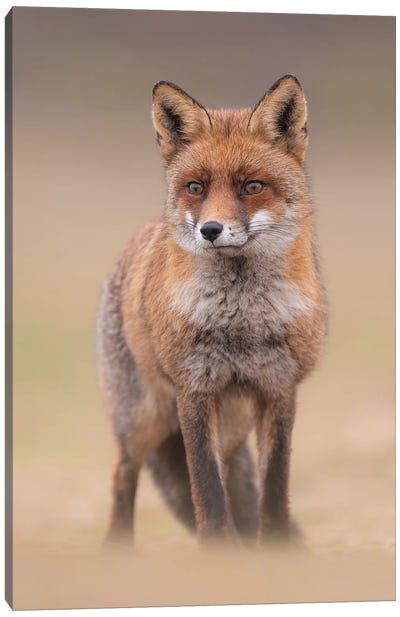 Red Fox In Field I Canvas Art Print - Fox Art