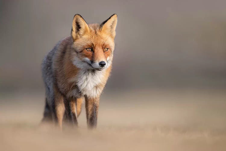 Red Fox In Field II