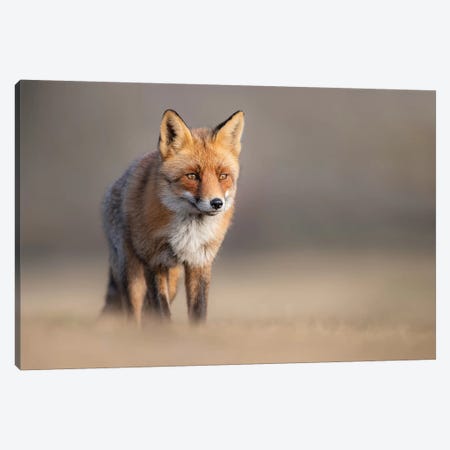 Red Fox In Field II Canvas Print #DDJ11} by Dick van Duijn Canvas Print
