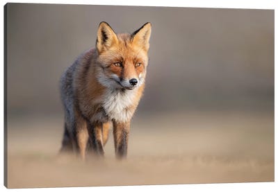 Red Fox In Field II Canvas Art Print - Dick van Duijn