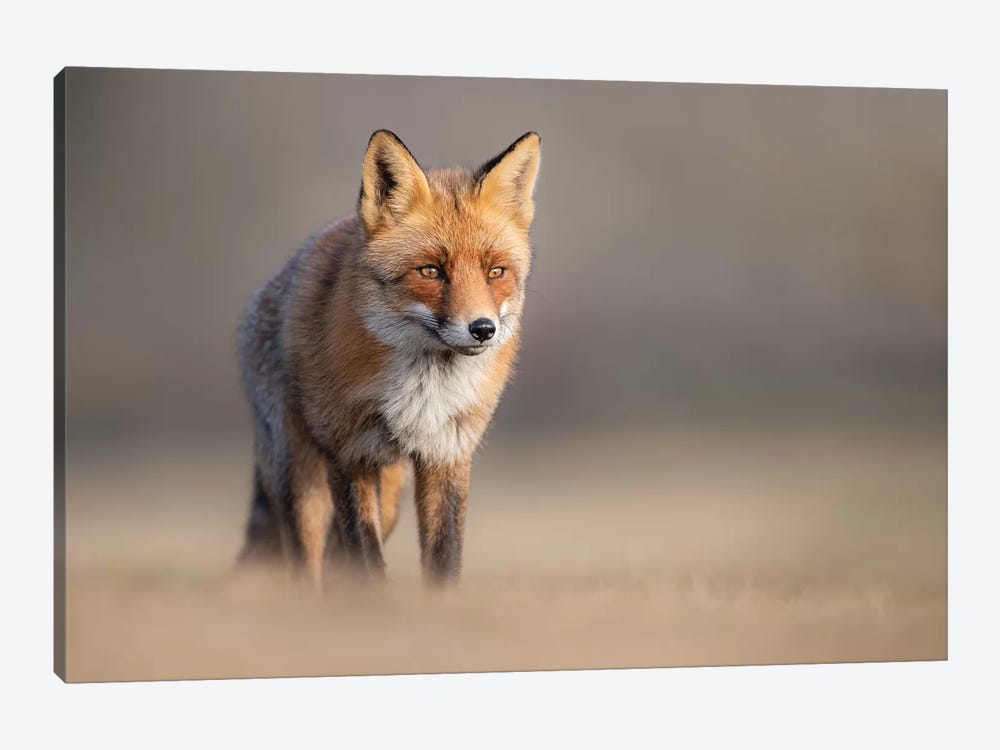 Red Fox In Field II by Dick van Duijn 1-piece Canvas Print