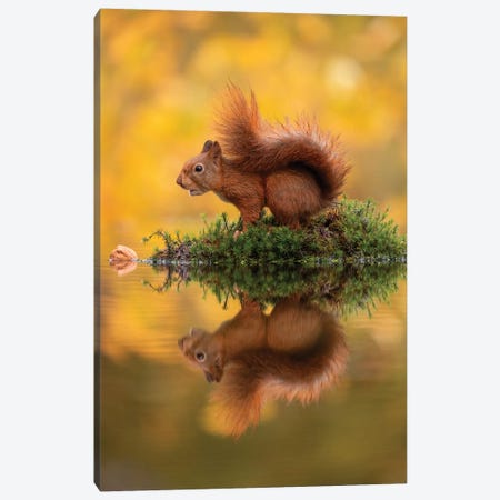 Red Squirrel On An Island Canvas Print #DDJ12} by Dick van Duijn Canvas Art Print