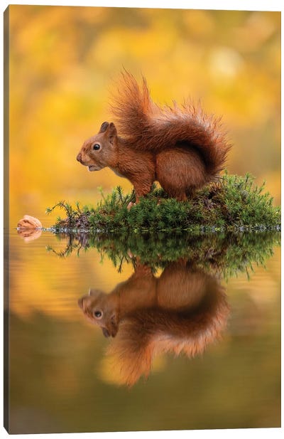 Red Squirrel On An Island Canvas Art Print - Dick van Duijn
