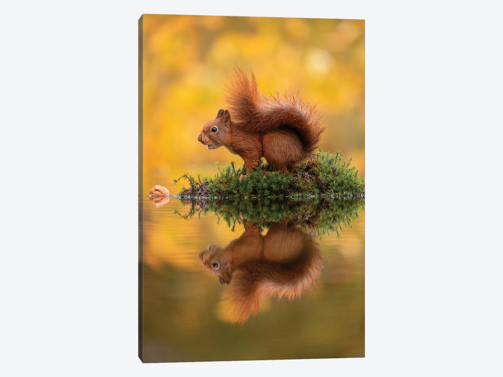 Red Squirrel On An Island by Dick van Duijn 1-piece Canvas Art