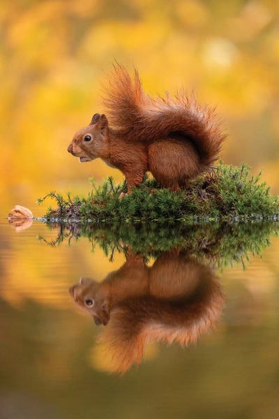 Dick van Duijn: Red Squirrel On An Island by Dick van Duijn