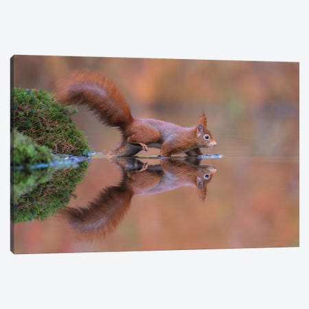 Red Squirrel Running Through The Water Canvas Print #DDJ13} by Dick van Duijn Canvas Print