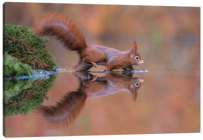 Red Squirrel Running Through The Water Canvas Art Print - Dick van Duijn