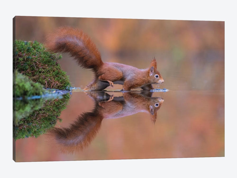 Red Squirrel Running Through The Water by Dick van Duijn 1-piece Canvas Print