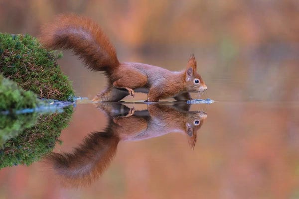 Dick van Duijn: Red Squirrel Running Through The Water by Dick van Duijn