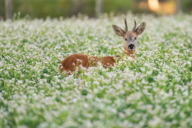 Roebuck In The Buckwheat I by Dick van Duijn wall art